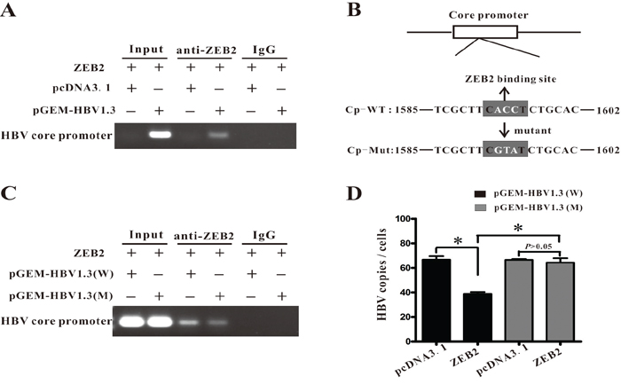 ZEB2 regulated HBV replication by interacting with HBV core promoter.