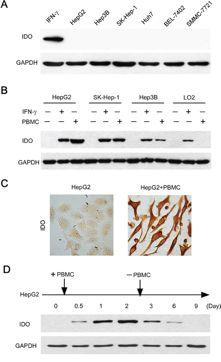 Immune cells contributed to the induction and maintenance of IDO1 in human hepatoma cells.
