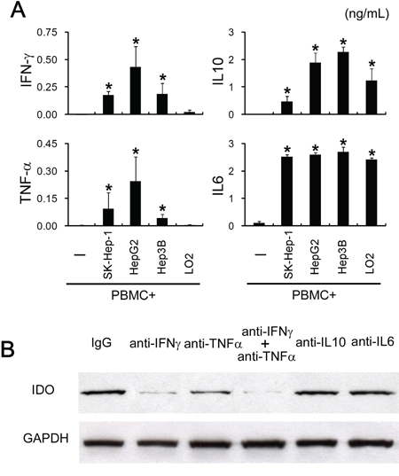Tumoral IDO1 expression was regulated by pro-inflammatory cytokines.