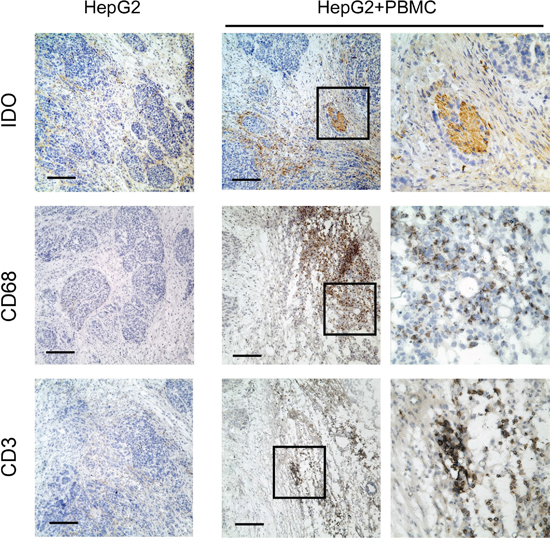 Human T lymphocytes and monocytes elevated IDO1 in human tumor cells in a xenograft model in vivo.