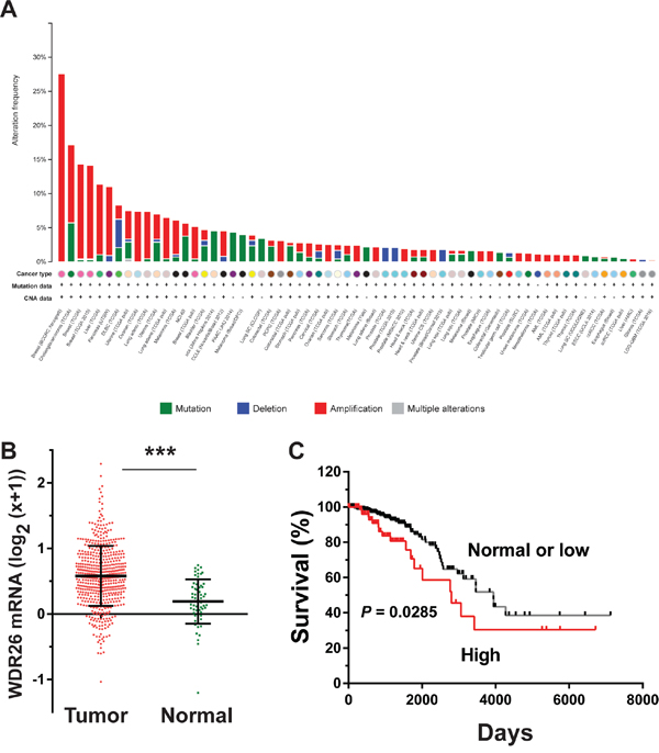 WDR26 expression is upregulated in breast cancer and correlated with poor patient survival.