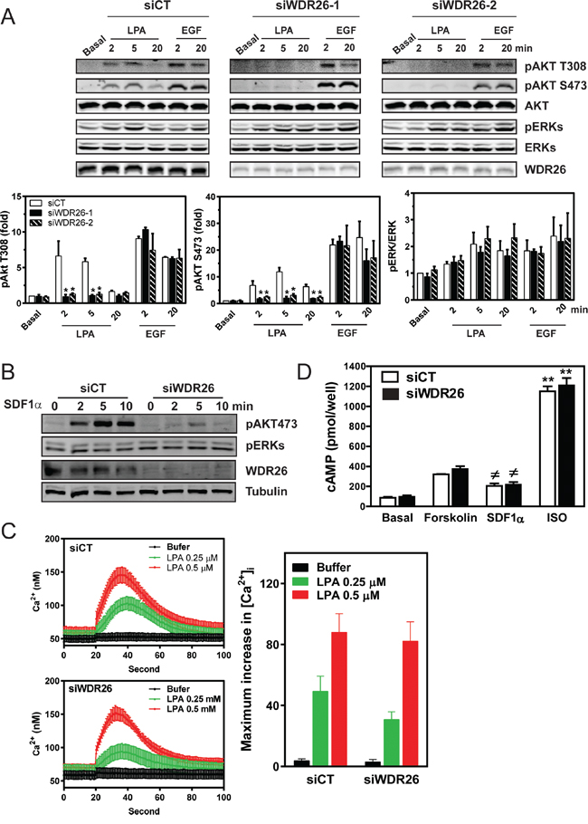 WDR26 selectively regulates G&#x03B2;&#x03B3;-mediated AKT phosphorylation.