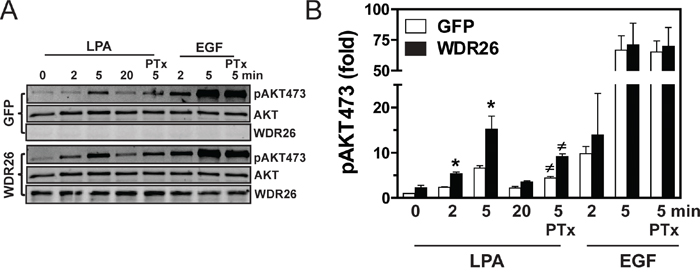 Overexpression of WDR26 in MCF7 cells enhances PI3K/AKT activation.