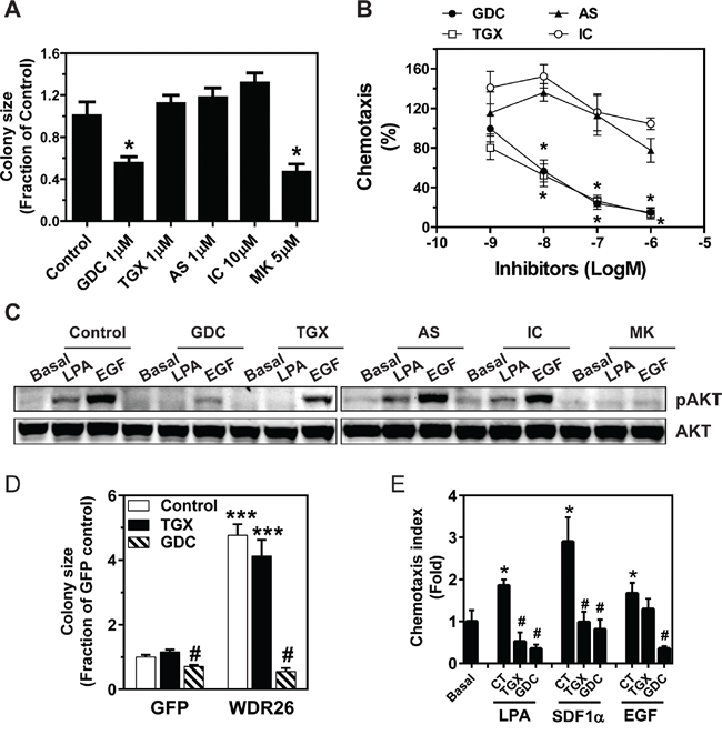 PI3K/AKT activation contributes to WDR26-regulated breast cancer cell growth and migration.