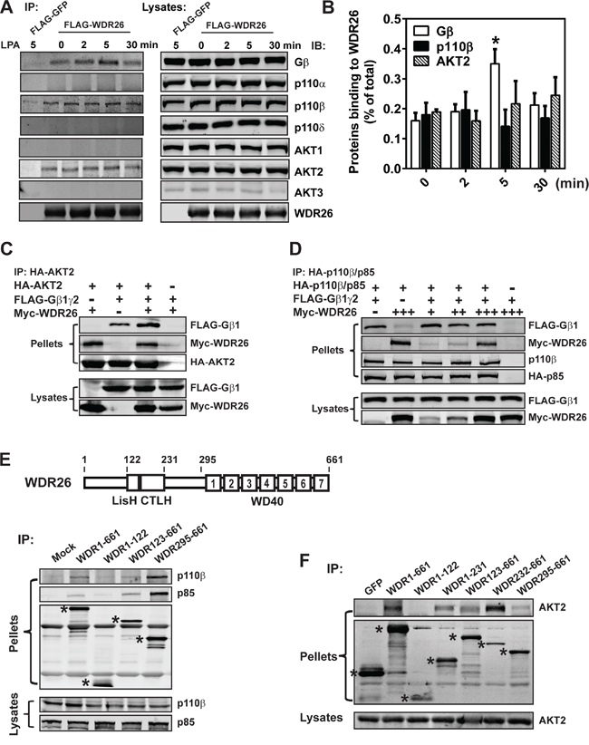 WDR26 fosters the interactions between G&#x03B2;&#x03B3;, PI3K&#x03B2; and AKT2.