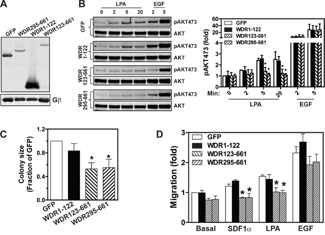 The effects of WDR26 mutants on AKT activation, tumor cell growth, and migration.