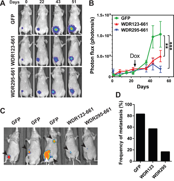 WDR26 mutants inhibits tumor growth and metastasis in mice.