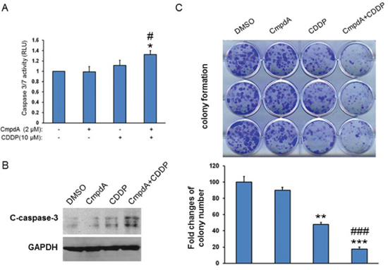 IKK&#x03B2; inhibitor, CmpdA sensitizes O28 cells to cisplatin-induced apoptosis.