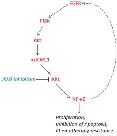 Schematic illustration that IKK/NF-&#x03BA;B forms a positive feedback regulation loop with EGFR/Akt/mTORC1 signaling and mediates cell proliferation, survival and cisplatin resistance in HNSCC.