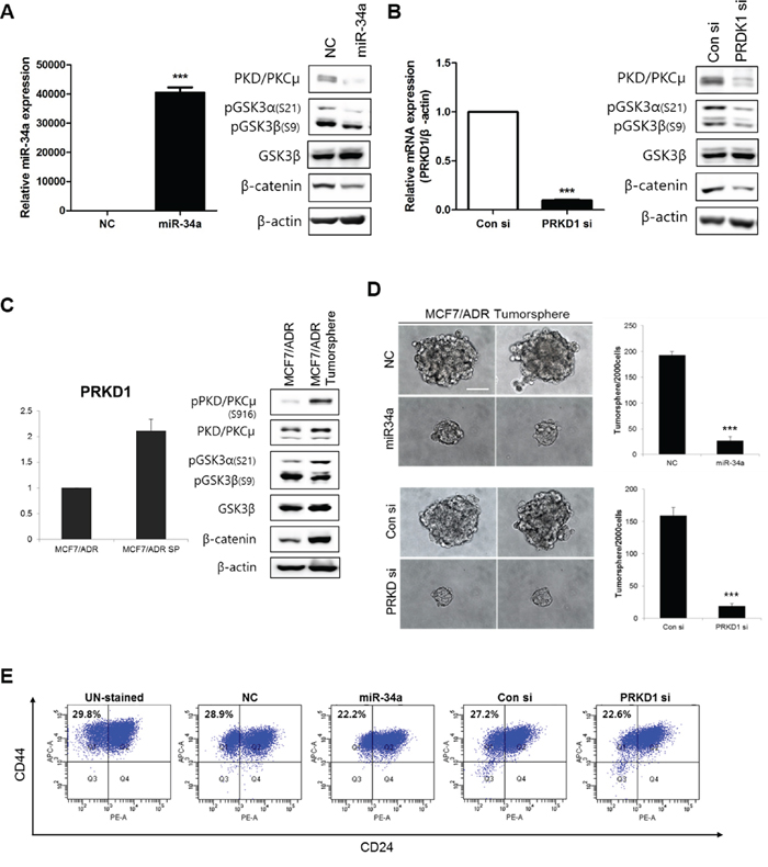 Effects of PKD/PKC&#x03BC; downregulation on breast cancer stemness through GSK3/&#x03B2;-catenin signaling in MCF-7-ADR cells.