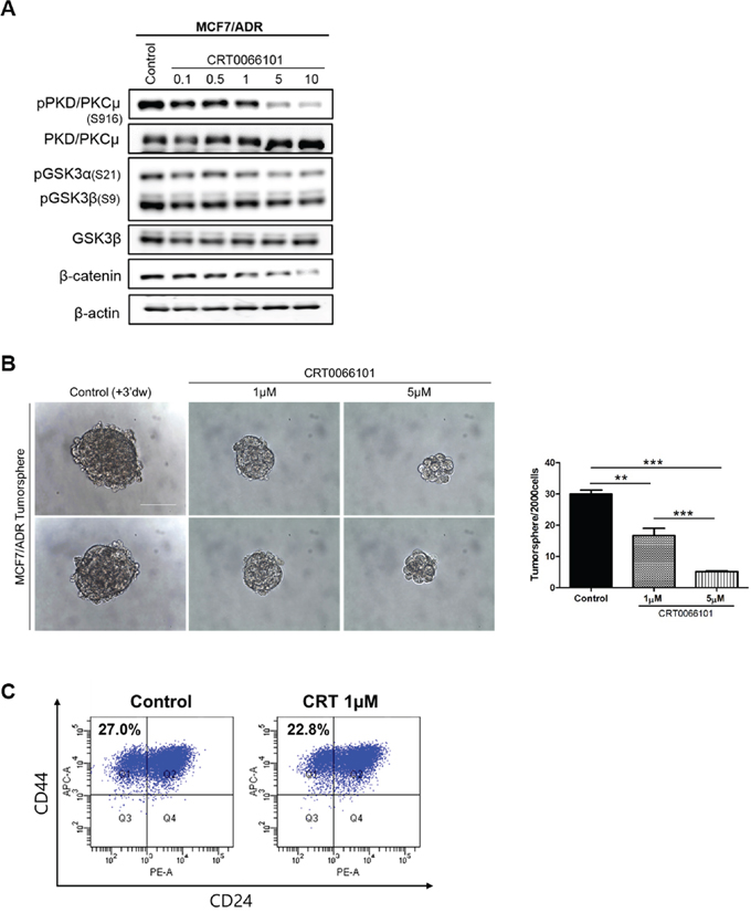 Effects of CRT0066101 on breast cancer stemness through GSK3/&#x03B2;-catenin signaling in MCF-7-ADR cell lines.