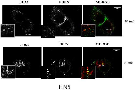 Confocal immunofluorescence reveals colocalization of PDPN with endosomal protein markers.