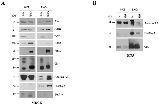 Comparative Western blot analysis of protein expression in cells and EXOs from MDCK and HN5 cell systems.