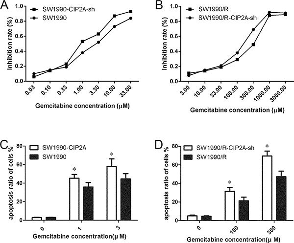 Knock-down CIP2A increased sensitivity to gemcitabine in PDAC cells.