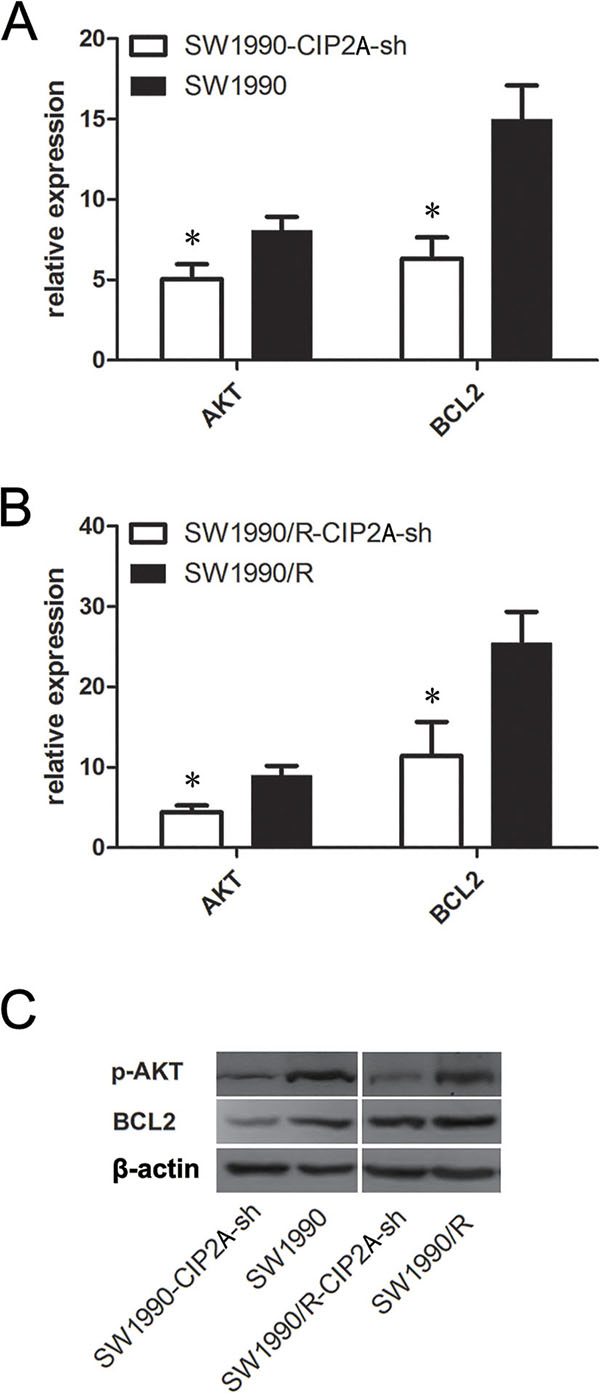 Knock-down CIP2A decreased p-AKT and BLC2 in pancreatic cancer cells.