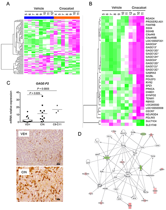 Genome-wide expression analyses of cinacalcet- and vehicle-treated neuroblastoma xenografts reveals up-regulation of cancer-testis antigens.