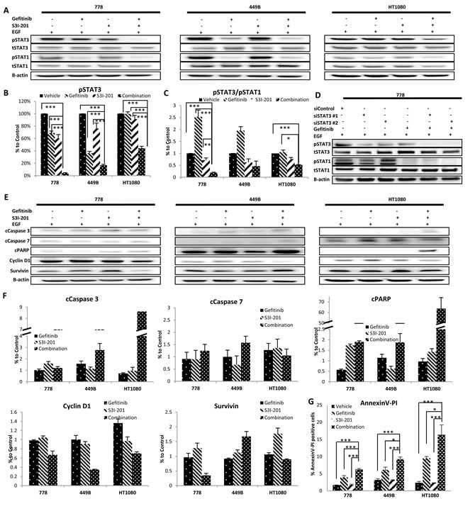 Combination therapy using gefitinib and S3I-201 induced further inhibition of pSTAT3, reduction of pSTAT3/pSAT1 and induced apoptosis and cell cycle arrest.
