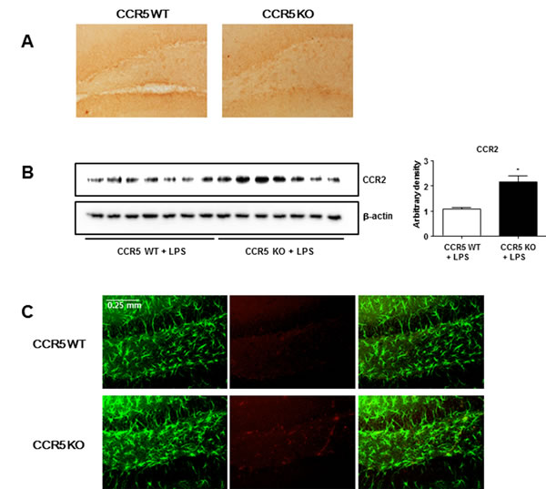 Expression of CCR2 in the brains of CCR5