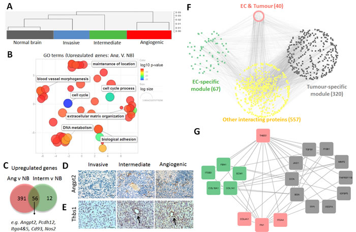 Phenotypic adaptation of endothelial cells in angiogenic tumours.