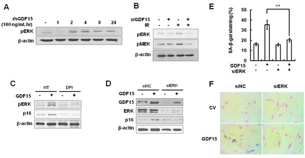 Activation of ERK by GDF15 through the generation of ROS.