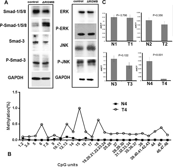 The signaling pathway and potential mechanism of RGMB downregulation in lung cancer.