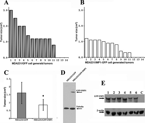 IMP1 expression inhibits the growth of MDA231 cell-derived breast tumors.