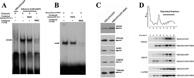 IMP1 binds to the 3&#x2032;UTR of GDF15 mRNA and regulates the translation of its target mRNAs.