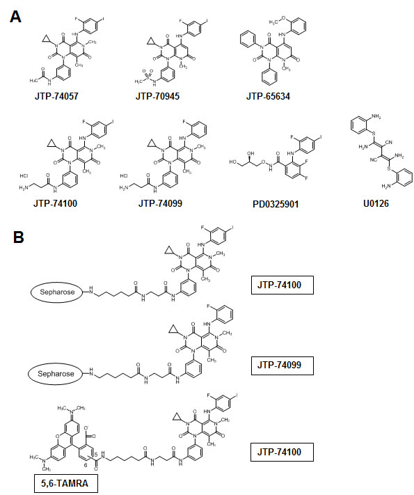 Chemical structures of JTP-74057 chemotype compounds, known MEK inhibitors and chemical affinity probes.