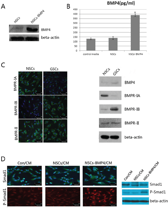 NSCs-BMP4-RFP could secret BMP4 and induce phosphorylation of Smad1 of hGSCs.