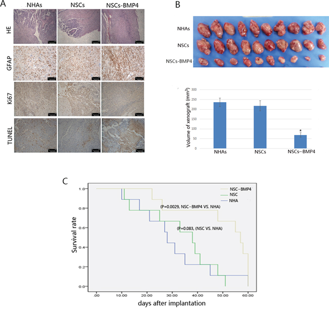 BMP4-loaded hNSCs inhibit the growth of xenografted glioma in vivo.