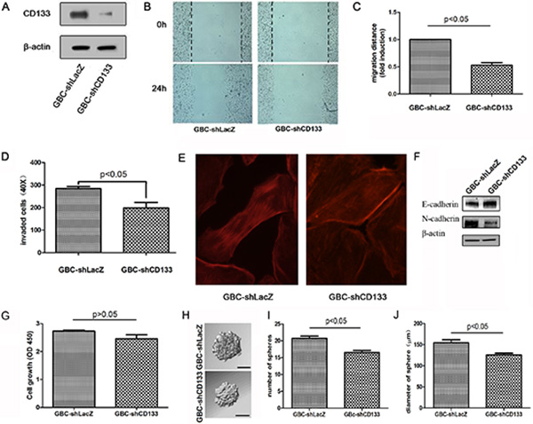 Down-regulation of CD133 suppresses GBC cell migration.