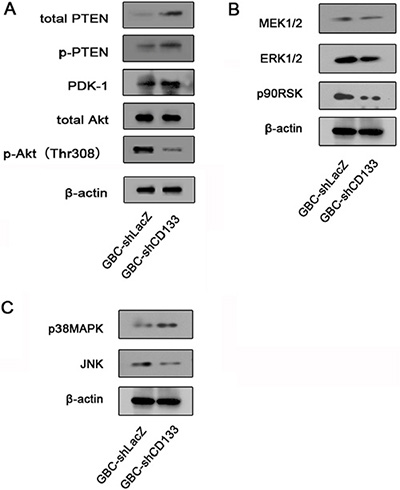 Down-regulation of CD133 reduces Akt phosphorylation.