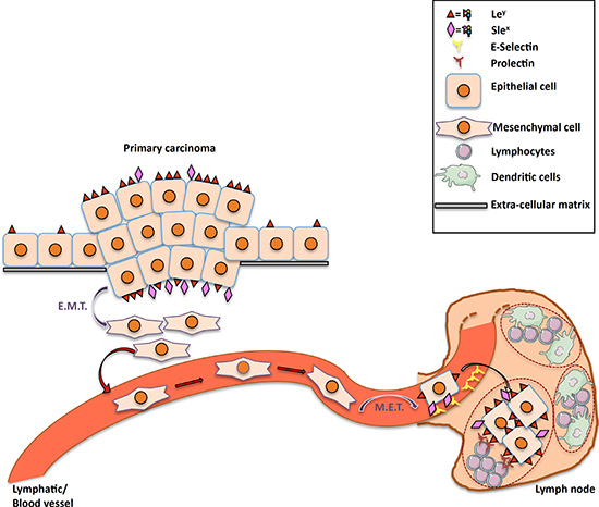 Proposed model for the roles of prolectin and fucosylated antigens in lymph node metastasis.