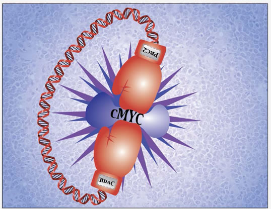 Epigenetically targeting c-Myc and c-Myc-regulated genes for aggressive B-cell lymphoma therapy.