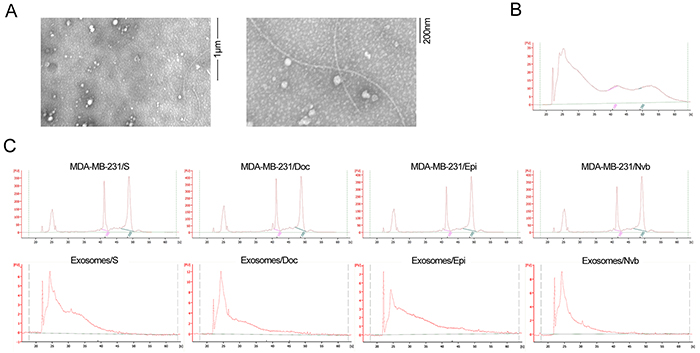 Electron microscopy of exosomes and RNA analyzed using a Bioanalyzer.