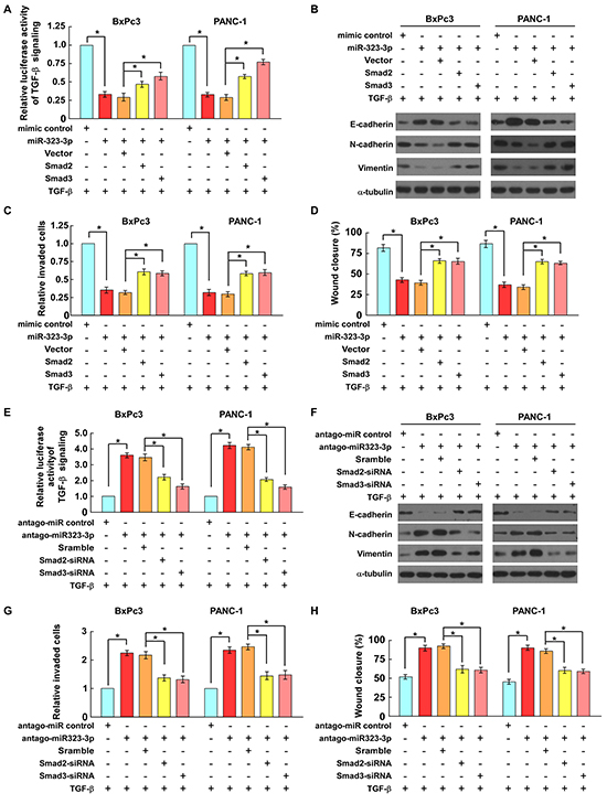 SMAD2 and SMAD3 are functionally important for miR-323-3p-induced cell motility and invasiveness.