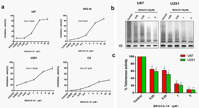 Acute BRACO-19 exposure inhibits proliferation and telomerase activity of high grade brain tumor cells.