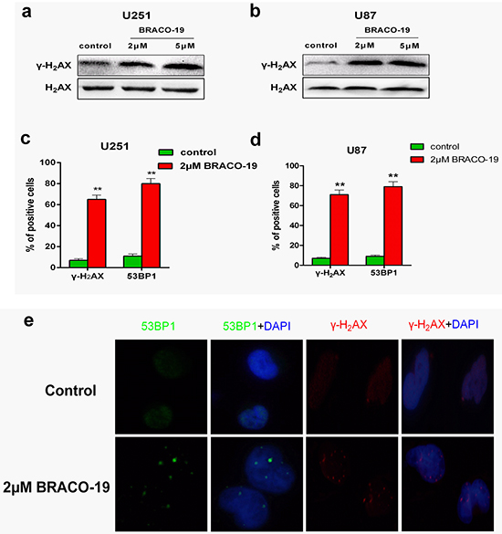 BRACO-19 induces the production of DNA damage response.