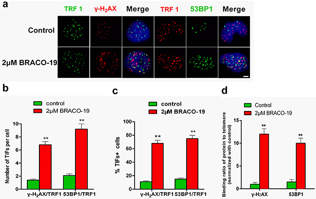 DNA-damage response triggered by BRACO-19 occurred at telomeres.