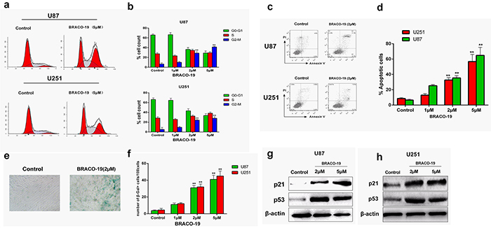 Cell cycle arrest, apoptosis and senescence evoked by BRACO-19-induced telomere dysfunction.