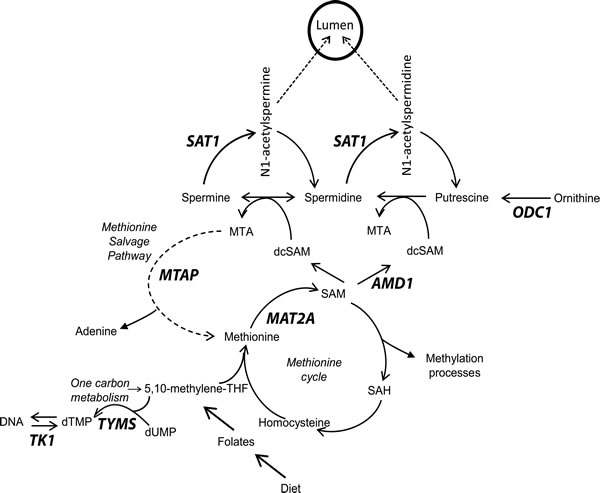 Overview of methionine cycle, polyamine biosynthesis and the methionine salvage pathway.