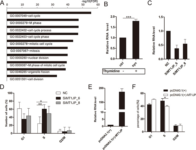 MT1JP acts as a cell cycle regulator.