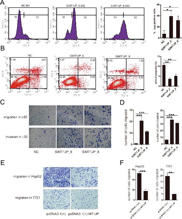 MT1JP is a potential tumor suppressor.