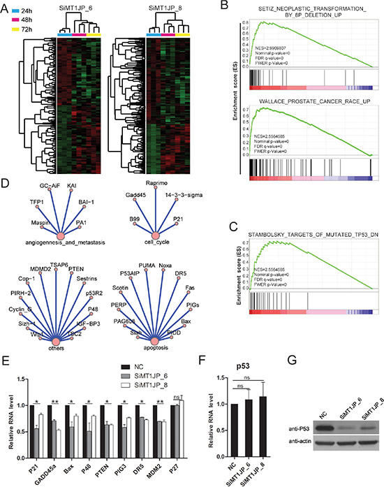 MT1JP regulates the p53 pathway.