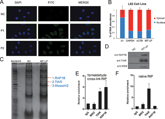 MT1JP is a cytoplasmic lncRNA which interacts with TIAR.