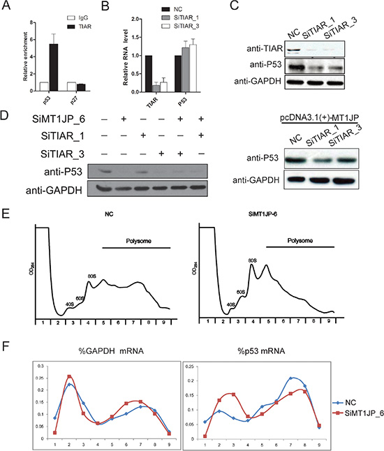 MT1JP and TIAR regulate p53 expression at the post-transcriptional level.