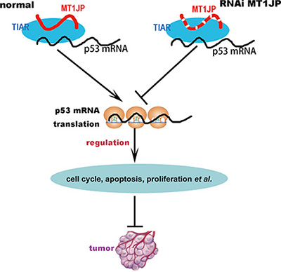 The model of lncRNA MT1JP regulating cell transformation.