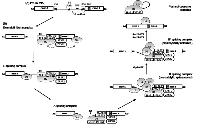 Pre-mRNA splicing mechanism by the U2-type spliceosome.