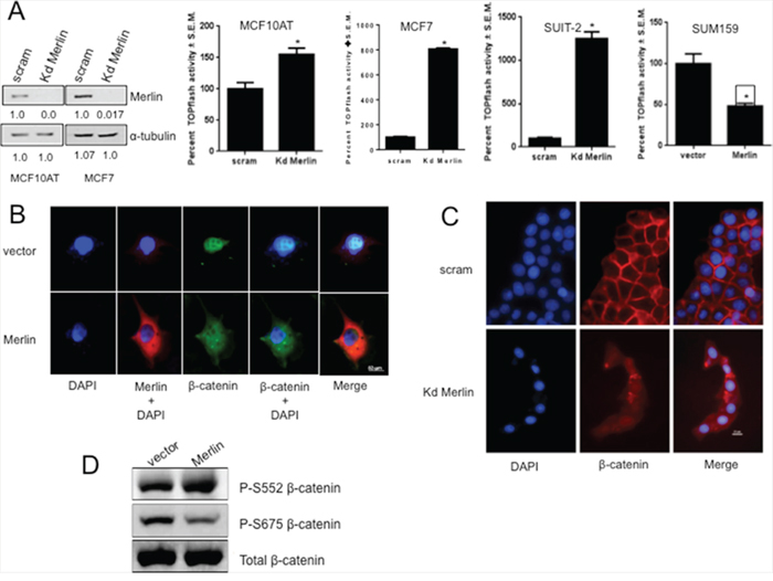 Merlin suppresses &#x03B2;-catenin-mediated transcriptional activity by altering sub-cellular localization of &#x03B2;-catenin.