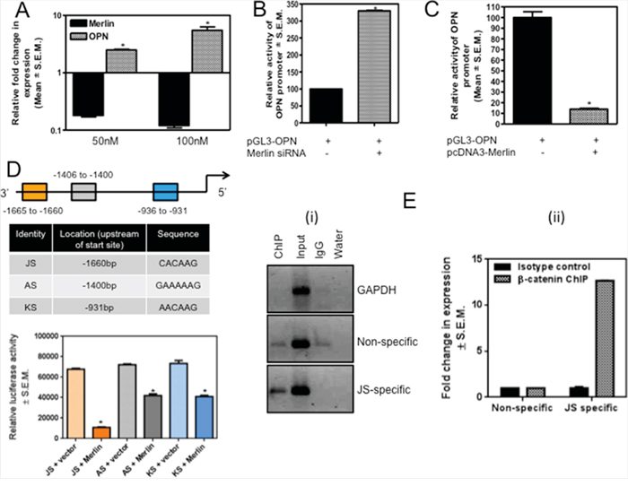 Merlin regulates OPN via modulation of the transcriptional activity of &#x03B2;-catenin.